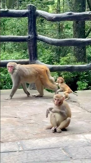 NATURE74 - Ep 38. Macaco Rhesus