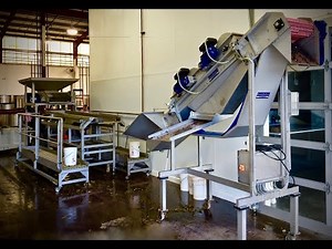 Wine grape sorting using Scharfenberger built vibrating tables and Euroselect destemmer