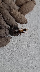 These wasps make their nests out of mud and place spiders and other invertebrates inside. They then lay their eggs and cap the opening with more mud before the entire structure hardens entombing the eggs and paralysed prey item. The eggs hatch and the larvae feed on the offering before emerging as wasps themselves sometime later. Here we observed an adult carrying balls of rolled mud to the second story balcony and hammering it neatly onto the latest nest. Now that's WILD! | Wild Conservation