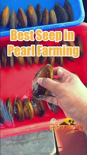 Agra Pearl Farming Project Update | Powered by Sahyadri Pearl Farming