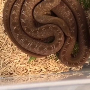 7K views · 199 reactions |  Snake sounds! This Egg Eating Snake (Dasypeltis spp.) is a unique colubrid species endemic to Africa. We have care sheets for many colubrid species, check out www.REPTILESMagazine.com/care-sheets/snakes for more!  : @dumbpunk_reptiles #REPTILESMagazine #Snakes #Reptile #EggEatingSnake #CoolReptiles #ReptileHobby #Herpetology #Reptiles | Reptiles | Facebook