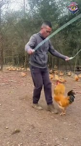 Teaching rooster to jump rope🐓 #fun | Now I've Seen Everything