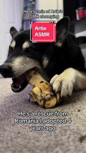 Artie Dog ASMR: Bone Chomping Goodness in 1 Minute