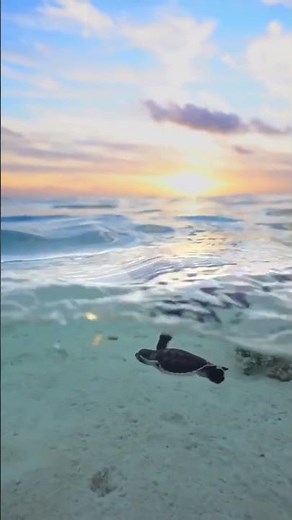 baby sea turtle swimming 🐢🐢 #turtledoves #seaturtles #marinelife