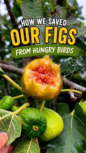 How We Saved Our Figs From Hungry Birds 🐦🌳
