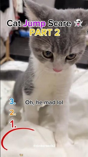Funny Cats Screaming & Jump Scares (Part 2) #cat #funny