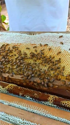 Capped Honey in Every Frame #bee #honey #honeybeesting #workerbee