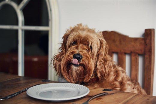 7 Foods You Absolutely Shouldn't Give Your Dog on Thanksgiving