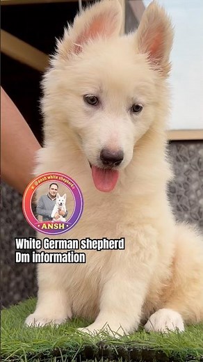 White German shepherd cute King #petlover #shepherd #cute