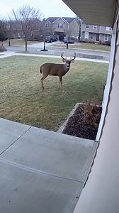 10M views · 29K reactions | Well, he almost got that buck!  #hunting #deer #outdoors #funny #meme #adventure #deerhunting #whitetail | Then&Now Outdoors | Facebook