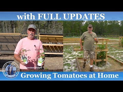 How to Grow Tomatoes at Home (With Full UPDATES)