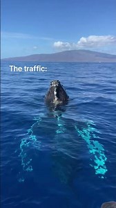 Humpback Whales Everywhere on Maui | The Only “Traffic” We Love to See