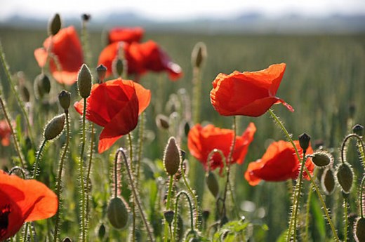 Discover Different Kinds Of Poppies