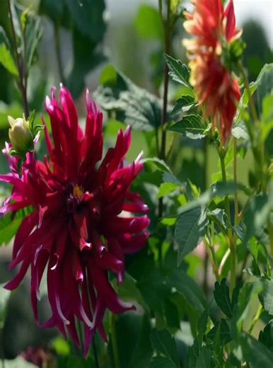 Homemade Natural Sweets Recipe | Fresh Food