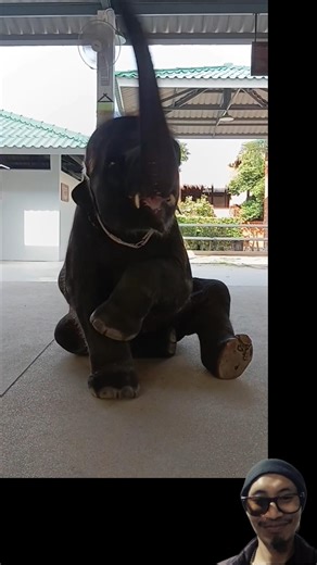 Baby Elephant Unlocks new ability #helicopter #shorts #babyelephant #funny