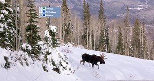 The moose have the mountain all to themselves. | Steamboat Resort