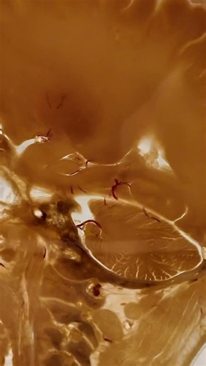 Your brain isn’t just thinking. It’s firing billions of nerve signals every second — shaping memories, movement, emotion, and even the thoughts you didn’t choose to have. These nerves don’t rest. They rewrite, reroute, and adapt… constantly. Seeing them up close changes how you understand yourself. 📍 Real Bodies Exhibit — Horseshoe Las Vegas 🕒 Open daily | Tickets at the box office & online What part of the brain do you want to understand better? #RealBodies #BrainScience #HumanNervousSystem #