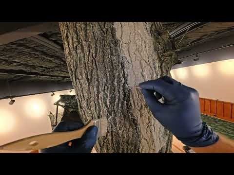 Hand noodling bark details in Red Oak tree