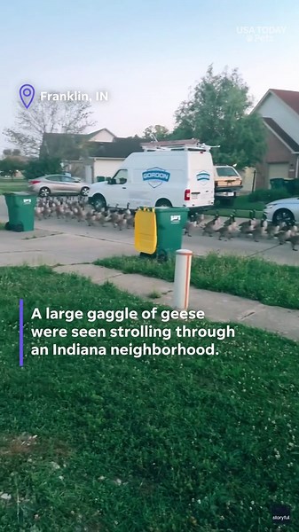 See the large, formidable flock that marched through a neighborhood