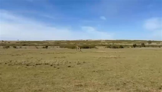 This was unbelievably vicious fight, a rare one that ends with one male giraffe's broken fore-limbs. Male giraffe fights are always gentle, where they establish dominance by necking. However, in rare cases like this one, it can be brutal, even fatal!!! #giraffes #giraffe #giraffefight #brutal #nature #giraffelove #wildlife #giraffeconservation #gamedrivesafari | Wildfriends Africa