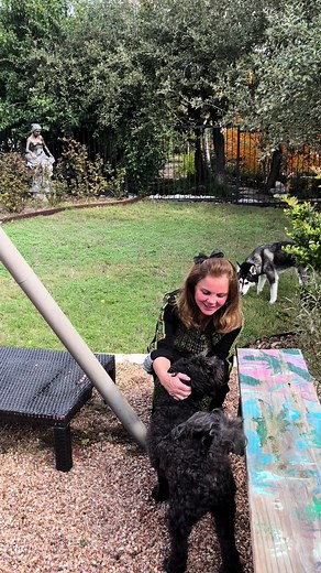 Exploring the Black Labradoodle Breed: A Complete Guide