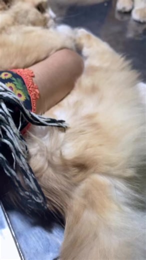 Feline calicivirus is a highly contagious virus that causes a mild to severe respiratory infection and oral disease in cats. It is especially common in shelters and breeding colonies, and often infects young cats. Most cats recover completely after a calicivirus infection, but rare strains can be especially deadly #insightcreatorsearch #popular #viralvideo #abdulahad #fyppppppppppppppppppppppp