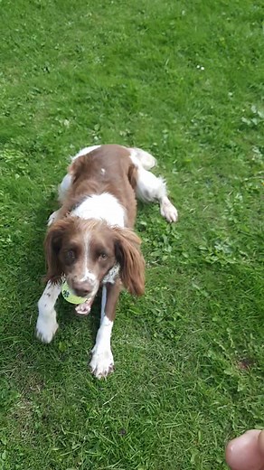 We don't often play ball with the rescue dogs as if anything is going to cause a squabble it's a ball but Chestnut was out on his own today so enjoyed his favourite game 😍 To find out more about Chestnut check out his info on our website https://www.syessr.co.uk/items/chestnut- | South Yorkshire English Springer Spaniel Rescue