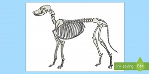 Dog Skeleton Cut-Outs