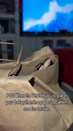 Veronica Robles “Gizmo Account” on Instagram: "TB when Gizmo was on a food strike and the vet told me to put him in a bag to eat his food. Plot twist it didn’t work, but I took everything out of his enclosure, cleaned it, replaced all his coconut husk and he literally ate the next morning 🤦🏻‍♀️ ✨Follow Gizmo for more cuteness ✨ #snakes #reptiles #funny #funnyanimals #cuteanimals #cute #python #snakeshed #herpetology #reptile#snake #instasnake #instareptile #snakesofinstagram #serpent #serpient