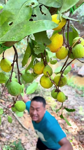 Fruit Picking Made EASY With These Amazing Hacks! Get ready to make fruit picking a breeze! In this video, we're sharing our top picks for the most amazing hacks to make fruit picking easy and efficient. From clever tools to smart techniques, we've got you covered. Whether you're a seasoned farmer or a casual fruit enthusiast, these hacks will save you time and energy. So, sit back, relax, and get ready to take your fruit picking game to the next level! #usa #usa🇺🇸 #usa_tiktok #fyp #foryoupage