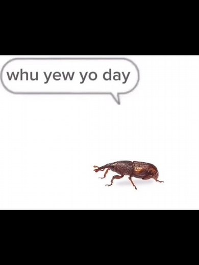 oi, oi oe oi a eye eye eh eu ah uh eye ooh or ah or whu yew yo day