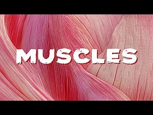 🎵 Muscles At Work | Fun and Educational Song for Kids 🎵