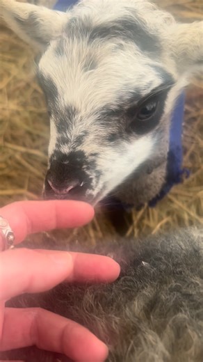Lenna on Instagram: "Vaadake kes vahepeal Ilmaveere lambakarjaga on liitunud. Ma ei julgenud nädal tagasi veel pilte jagada, sest ma ei olnud kindel, kas ta püsima jääb. Tema on meie jaoks üllatustall. Karja poegimisaeg on planeeritud aprilli… Kui ta sündis oli öösel -20c. Pidin kahel esimesel päeval teda tuppa üles soojenema tooma. Nüüd ta juba kalpsab oma kampsuniga rõõmsalt ringi ja tundub, et läks vist hästi. Ja emme hoiab teda hästi 💙 Saage tuttavaks- Pipi! #eluilmaveerel #talvsetomaal #ee