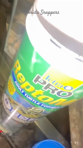 Adorable Florida Snapping Turtles eating *Repto-Min* brand canned (prepared) turtle food sticks