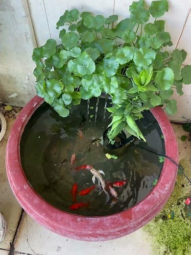 What Happens If You Put Fish In A Plant Pot?