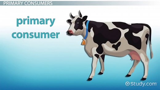 Primary Consumers Lesson for Kids: Definition & Examples