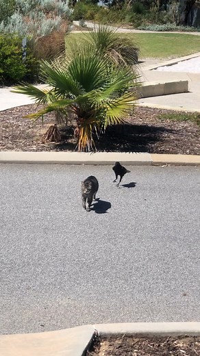 Crow and Cat Interact in Suburban Neighborhood