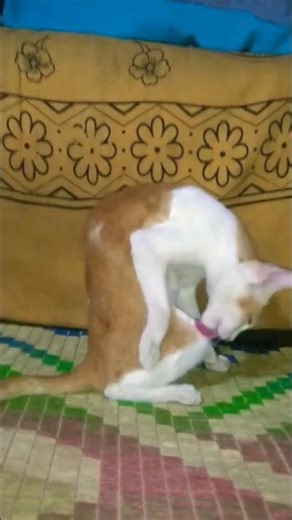 cute cat lovely moments😻 lovely mood🐈#cat videos #trending#shorts#viral #animal