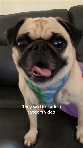too perfect 👌🏽 with that 🤪👅😛🤣#beatrixkiddolestrange #fypシ゚viral #pug #pugsoftiktok #fypシ゚