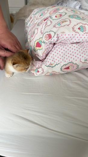 233K views · 11K reactions | Purrito… but make it sandwich form 﫢索 No kitten was harmed during this video. #Sandwich #purrito #tinyfoldmunchkin Berkeley Hills Cattery | Berkeley Hills Cattery | Facebook