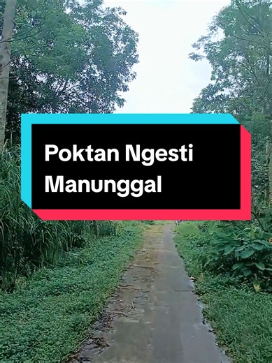 Ubinan jagung di poktan Ngesti Manunggal#ppl #penyuluh pertanian#bppsdmp #kementan #CapCut