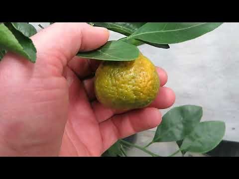 Citrus Tree Dropping Leaves: What is (Probably) Causing it and How to Fix it