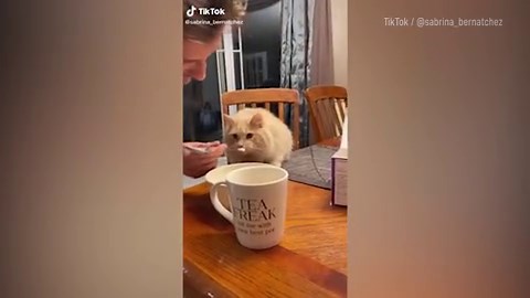 Cat gets 'brain freeze' as it tries ice cream for the first time