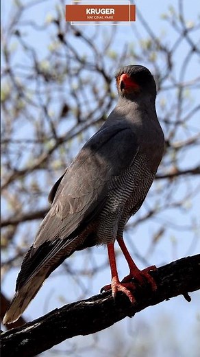 Spotted this awesome dark chanting goshawk on our way to Skukuza! Standing Proud!