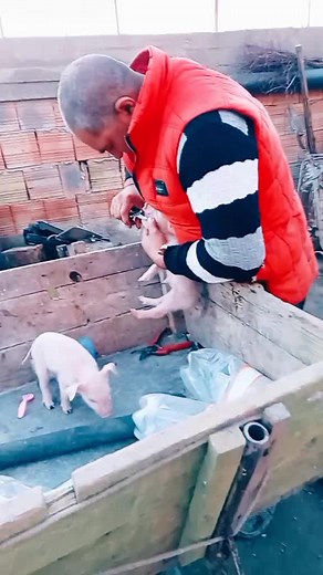 Caring for Young Piglets: Tips and Interaction