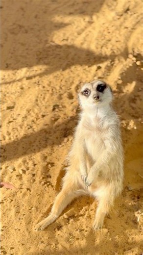 🐾 The Cutest Animals You’ll See Today 🥰