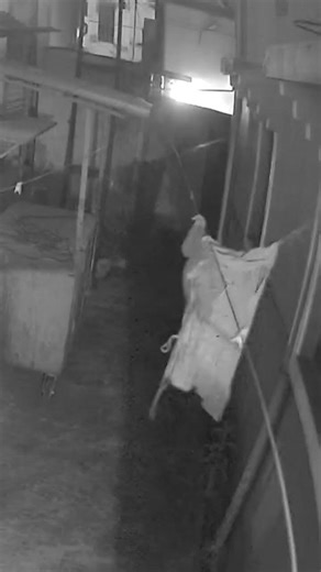 horror scene captured live #shorts #shortvideo #youtubeshorts