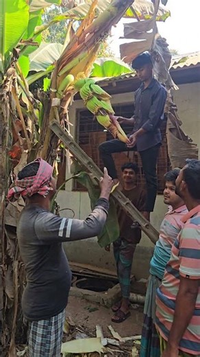 কলা গাছের মধ্যে থেকে বের করা হলো বড় কলার কাঁদি। এটি একটি কৃষি বিষয়ক ভিডিও #viralvideo