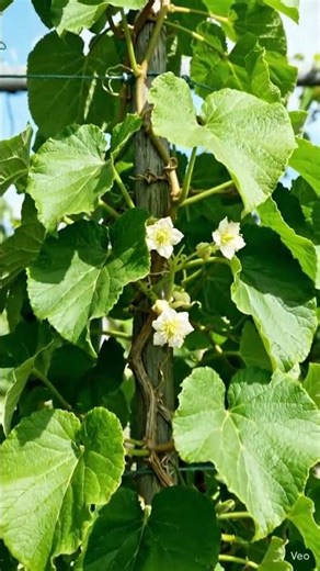 kiwi plant time lapse