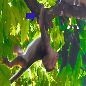 Lori Will Fall Down- Baby Lori Stuck On The Branch Of Tree - Lori Working Hard To Hold Tree | Jessica Day
